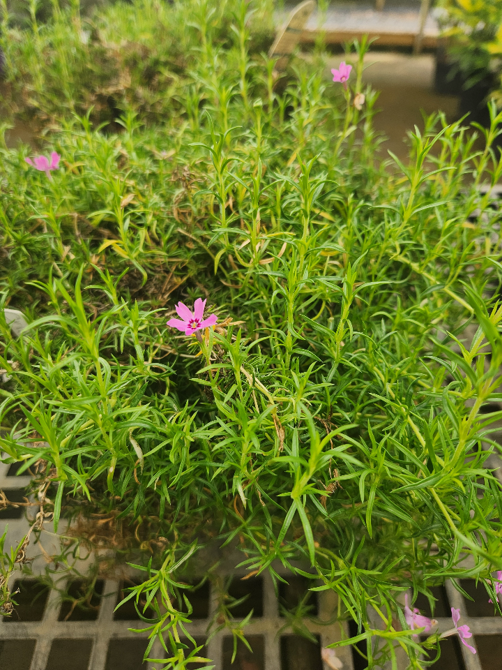Crimson Beauty Creeping Phlox