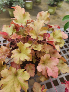 Marmalade Coral Bell