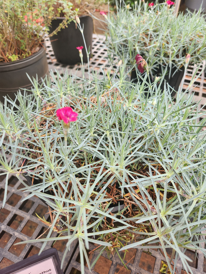 Mountain Frost Red Garnet Dianthus