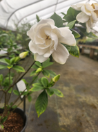 Chuck Hayes Gardenia