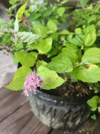 Lemon Princess Spirea