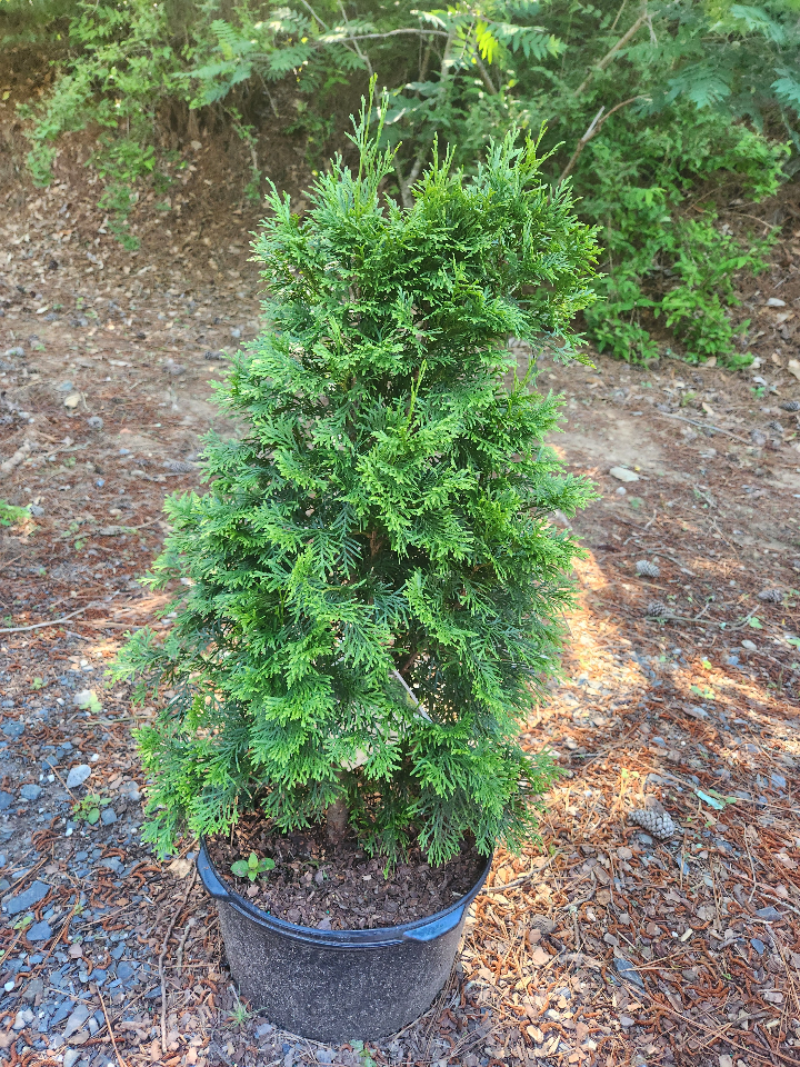 north-pole-arborvitae-toms-creek-farm-nursery