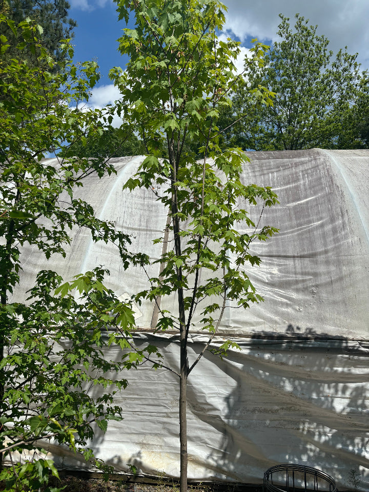 Armstrong Red Maple