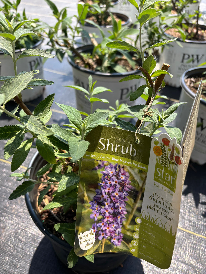 Blue Heaven Butterfly Bush