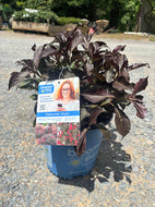 Electric Love Weigela