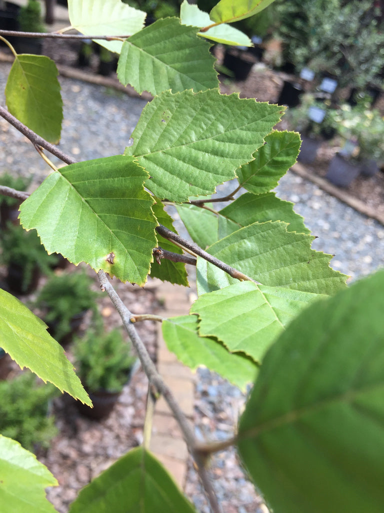 River Birch (Multi Stem) Toms Creek Farm & Nursery