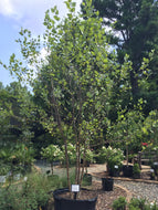 River Birch (Multi Stem)
