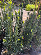 Upright Yew