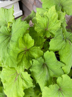 Art Tropico Heucherella
