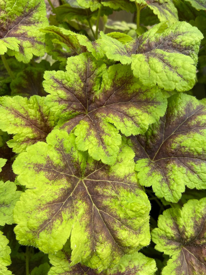 Gold Zebra Heucherella