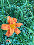 Starburst Susie Monie Daylily