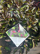 Vinho Verde Weigela