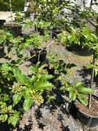 Amur Flame Maple