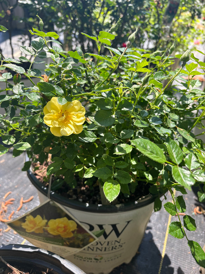Lemon Zest Rose - Oso Easy