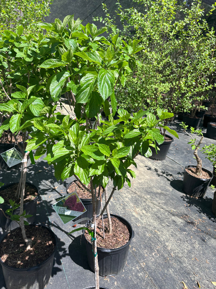 Limelight Prime Hydrangea