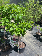 Limelight Prime Hydrangea