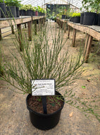 Lena Red Scotch Broom