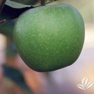 Granny Smith Apple (Standard)