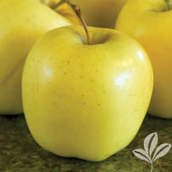 Yellow Golden Delicious (standard) Apple Tree
