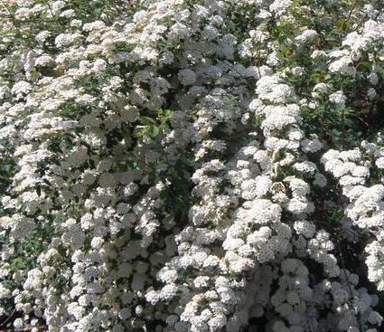 Snowmound Spirea