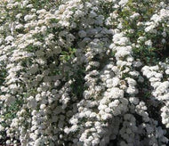 Snowmound Spirea