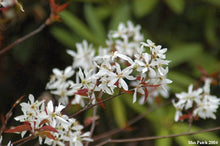Allegheny Serviceberry