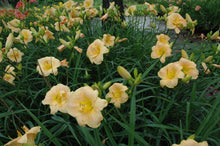 Angels Delight Daylily