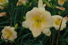 Angels Delight Daylily
