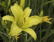 Lemon Vista Daylily
