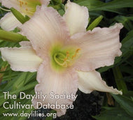 Luxury Lace Daylily