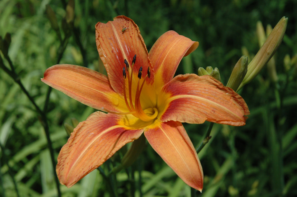 Fulva Daylily aka Ditch Lily – Toms Creek Farm & Nursery