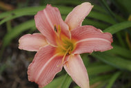 Rose Petticoat Daylily