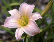 Winsome Lady Daylily