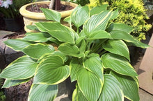 Aureomarginata Hosta