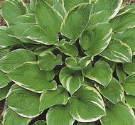 Aureomarginata Hosta