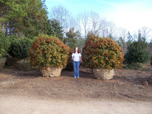 Burford Chinese Holly