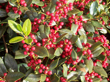 Burford Chinese Holly