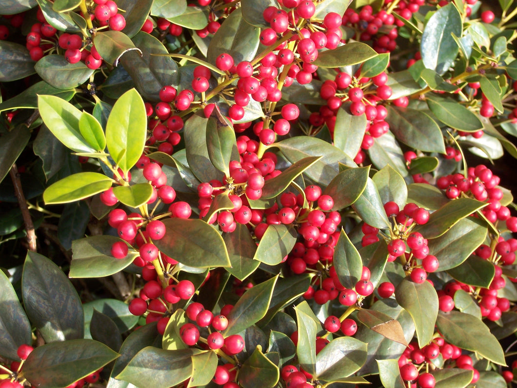 Burford Chinese Holly