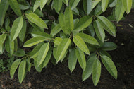 Lusterleaf Holly
