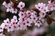 Thundercloud Purple-Leaf Plum