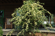 Lady Banks Yellow Climbing Rose