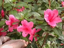 Autumn Cheer Encore Azalea
