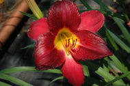 Seeing Red Daylily