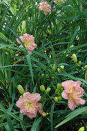 Lacy Doily Daylily