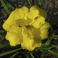 Yellow Bouquet Daylily