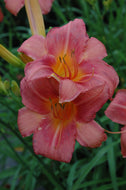 Louise Mercer Daylily