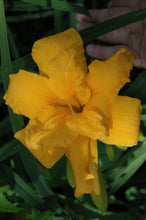 Prester John Daylily