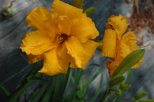 Prester John Daylily