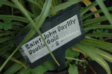 Prester John Daylily