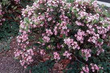 Dwarf Pink Indian Hawthorn
